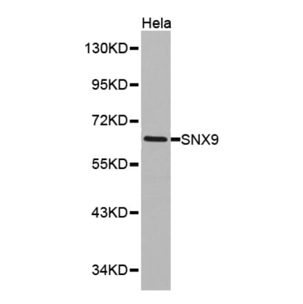 Western blot - SNX9 antibody from Signalway Antibody (38157) - Antibodies.com