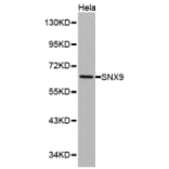 Western blot - SNX9 antibody from Signalway Antibody (38157) - Antibodies.com