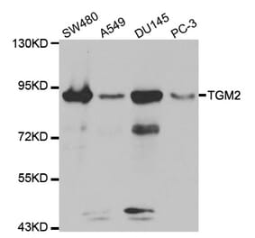 Western blot - TGM2 antibody from Signalway Antibody (38158) - Antibodies.com