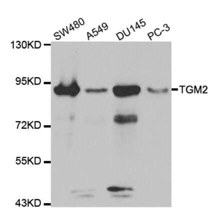 Western blot - TGM2 antibody from Signalway Antibody (38158) - Antibodies.com