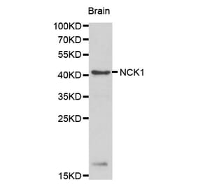 Western blot - NCK1 antibody from Signalway Antibody (38165) - Antibodies.com