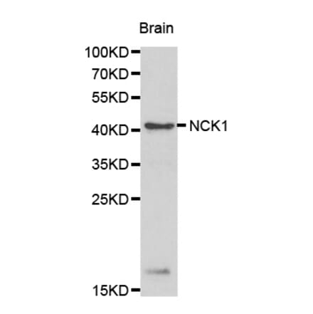 Western blot - NCK1 antibody from Signalway Antibody (38165) - Antibodies.com