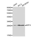 Western blot - NTF4 antibody from Signalway Antibody (38180) - Antibodies.com