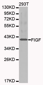 Western blot analysis of 293T cell lysate using FIGF antibody.