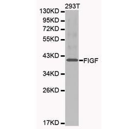 Western blot - FIGF antibody from Signalway Antibody (38213) - Antibodies.com