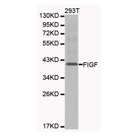 Western blot - FIGF antibody from Signalway Antibody (38213) - Antibodies.com