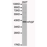 Western blot - FIGF antibody from Signalway Antibody (38213) - Antibodies.com