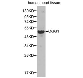 Western blot - OGG1 antibody from Signalway Antibody (38236) - Antibodies.com