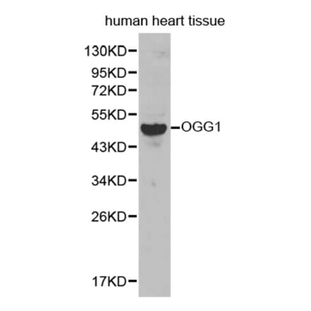 Western blot - OGG1 antibody from Signalway Antibody (38236) - Antibodies.com