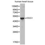 Western blot - OGG1 antibody from Signalway Antibody (38236) - Antibodies.com