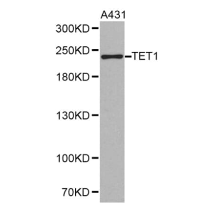 Western blot - TET1 antibody from Signalway Antibody (38243) - Antibodies.com