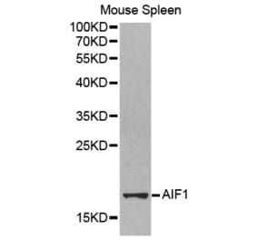 Western blot - AIF1 antibody from Signalway Antibody (38248) - Antibodies.com