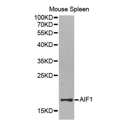Western blot - AIF1 antibody from Signalway Antibody (38248) - Antibodies.com
