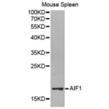 Western blot - AIF1 antibody from Signalway Antibody (38248) - Antibodies.com