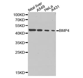 Western blot - BMP4 antibody from Signalway Antibody (38256) - Antibodies.com