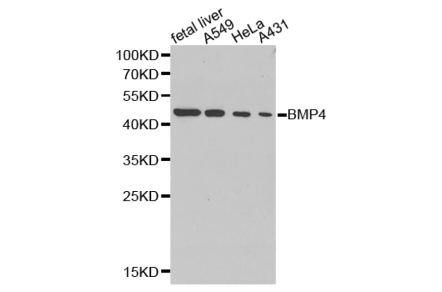 Western blot - BMP4 antibody from Signalway Antibody (38256) - Antibodies.com