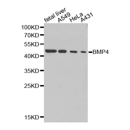 Western blot - BMP4 antibody from Signalway Antibody (38256) - Antibodies.com