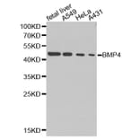 Western blot - BMP4 antibody from Signalway Antibody (38256) - Antibodies.com