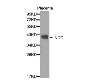 Western blot - INDO antibody from Signalway Antibody (38268) - Antibodies.com