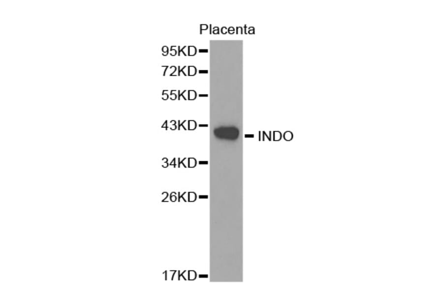 Western blot - INDO antibody from Signalway Antibody (38268) - Antibodies.com