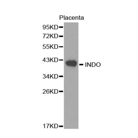 Western blot - INDO antibody from Signalway Antibody (38268) - Antibodies.com