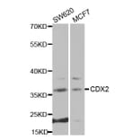 Western blot - CDX2 antibody from Signalway Antibody (38270) - Antibodies.com
