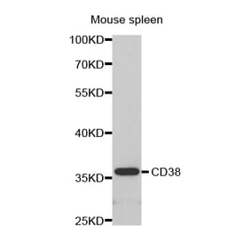 Western blot - CD38 antibody from Signalway Antibody (38280) - Antibodies.com