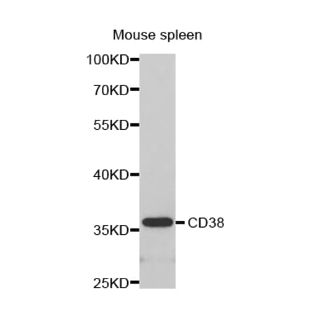 Western blot - CD38 antibody from Signalway Antibody (38280) - Antibodies.com