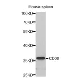 Western blot - CD38 antibody from Signalway Antibody (38280) - Antibodies.com