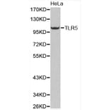 Western blot - TLR5 antibody from Signalway Antibody (38286) - Antibodies.com