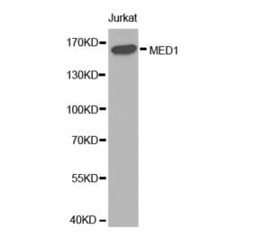 Western blot - MED1 antibody from Signalway Antibody (38289) - Antibodies.com