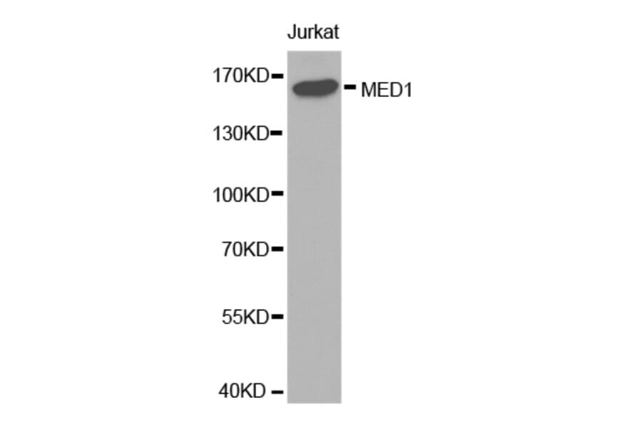Western blot - MED1 antibody from Signalway Antibody (38289) - Antibodies.com