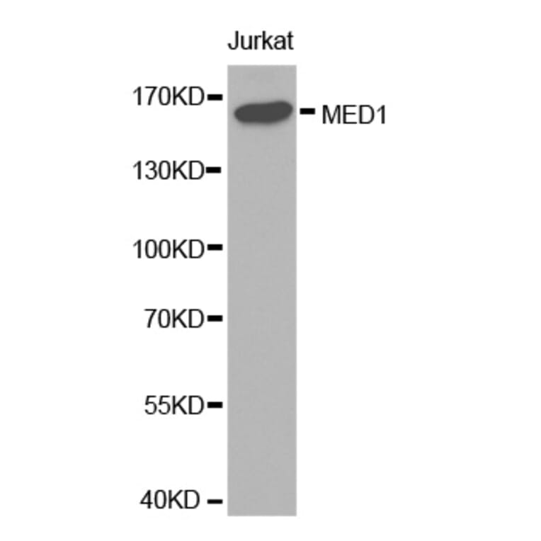 Western blot - MED1 antibody from Signalway Antibody (38289) - Antibodies.com