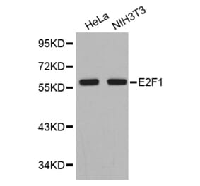 Western blot - E2F1 antibody from Signalway Antibody (38351) - Antibodies.com