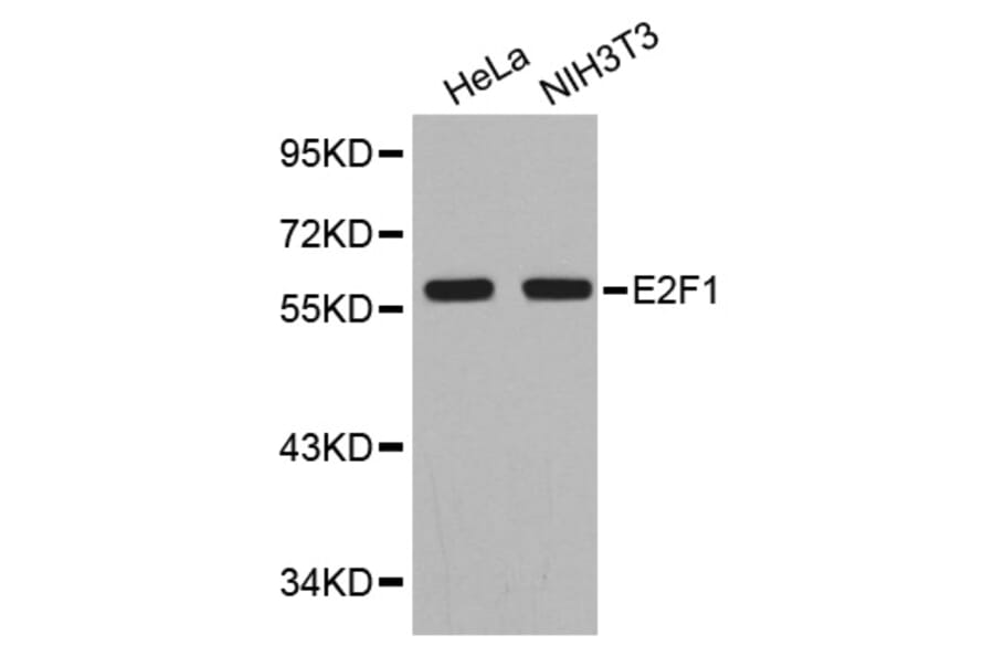 Western blot - E2F1 antibody from Signalway Antibody (38351) - Antibodies.com
