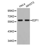Western blot - E2F1 antibody from Signalway Antibody (38351) - Antibodies.com