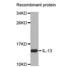 Western blot - IL13 antibody from Signalway Antibody (38354) - Antibodies.com