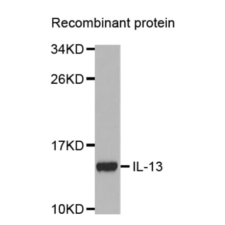 Western blot - IL13 antibody from Signalway Antibody (38354) - Antibodies.com