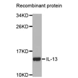 Western blot - IL13 antibody from Signalway Antibody (38354) - Antibodies.com