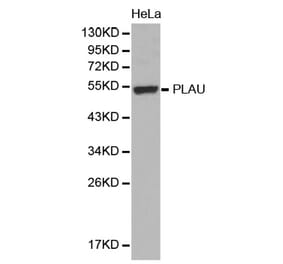 Western blot - PLAU antibody from Signalway Antibody (38394) - Antibodies.com