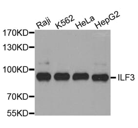 Western blot - ILF3 antibody from Signalway Antibody (38409) - Antibodies.com