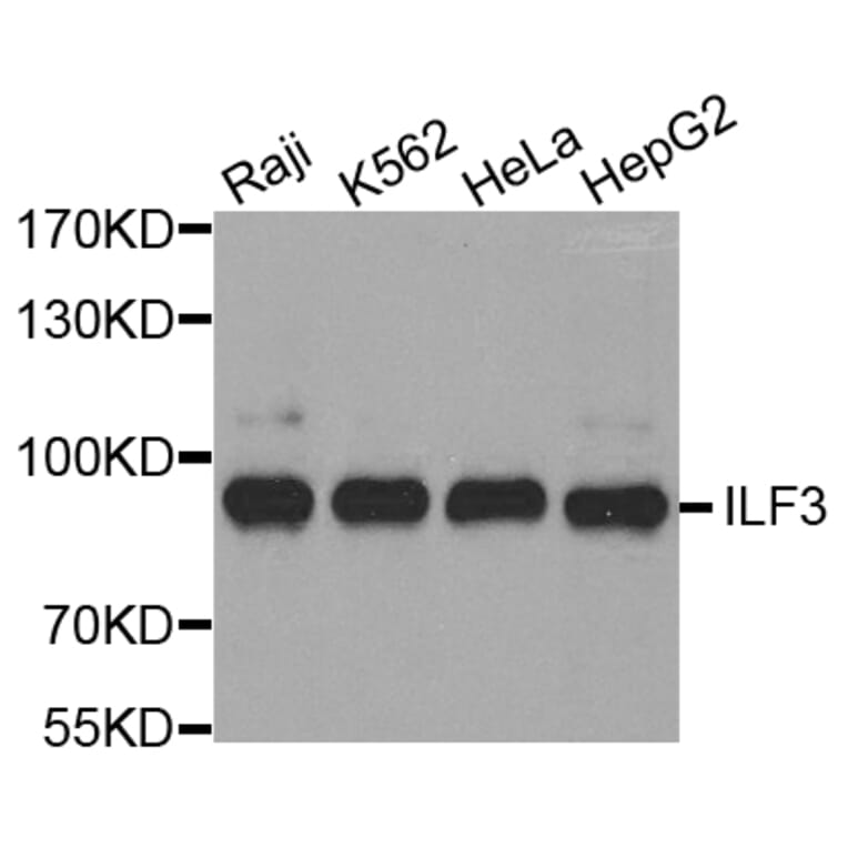 Western blot - ILF3 antibody from Signalway Antibody (38409) - Antibodies.com