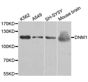 Western blot - DNM1 antibody from Signalway Antibody (38490) - Antibodies.com