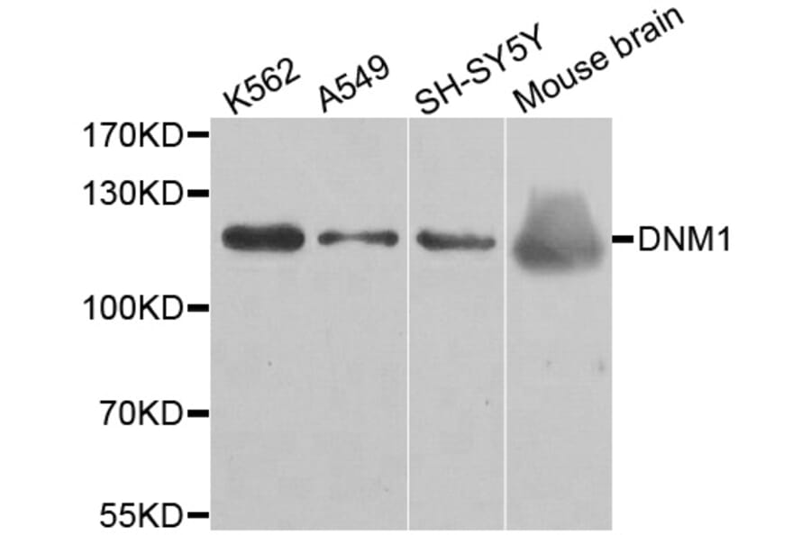 Western blot - DNM1 antibody from Signalway Antibody (38490) - Antibodies.com