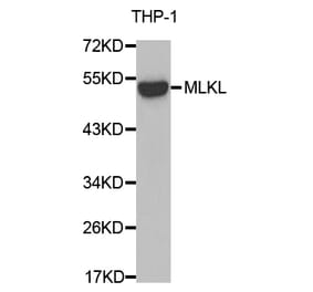 Western blot - MLKL antibody from Signalway Antibody (38674) - Antibodies.com