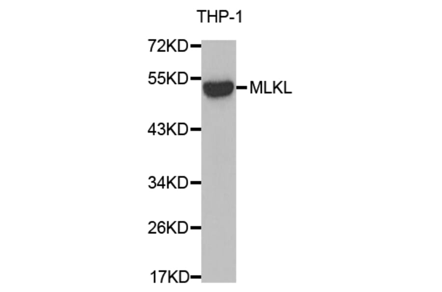 Western blot - MLKL antibody from Signalway Antibody (38674) - Antibodies.com