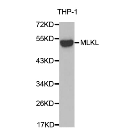 Western blot - MLKL antibody from Signalway Antibody (38674) - Antibodies.com