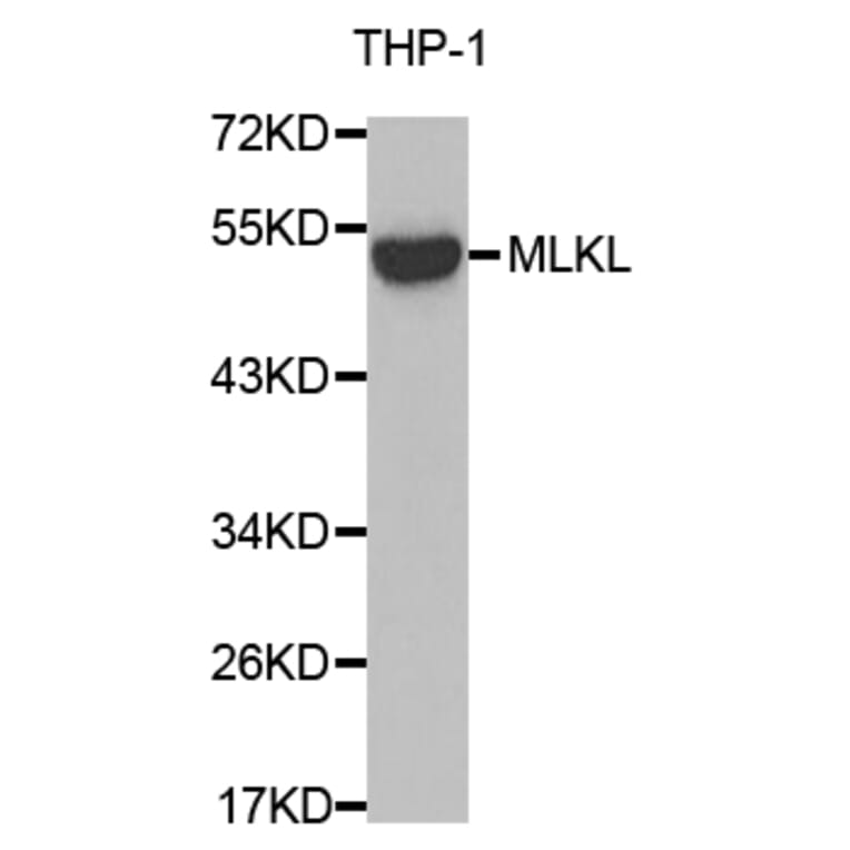 Western blot - MLKL antibody from Signalway Antibody (38674) - Antibodies.com
