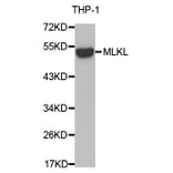 Western blot - MLKL antibody from Signalway Antibody (38674) - Antibodies.com
