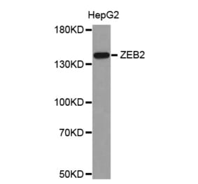 Western blot - ZEB2 antibody from Signalway Antibody (38682) - Antibodies.com